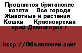 Продаются британские котята  - Все города Животные и растения » Кошки   . Красноярский край,Дивногорск г.